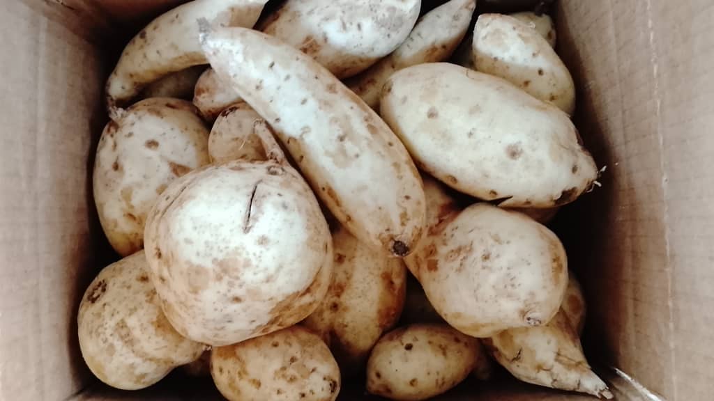 Patate douce